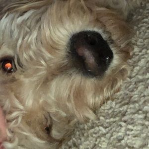 Meet your Posher, Drew